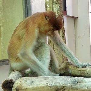New proboscis monkey