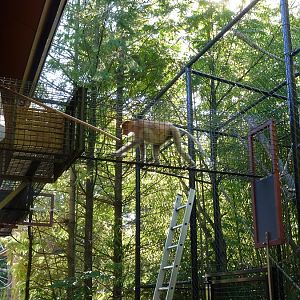 New proboscis monkey in cage tunnel