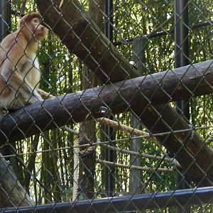 Young proboscis monkey in cage