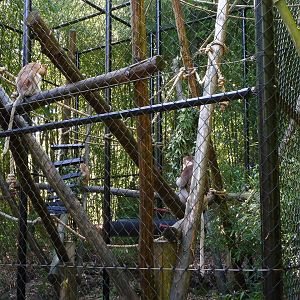 All three proboscis monkeys