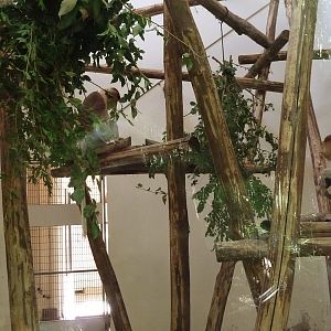 Adult and young proboscis monkey