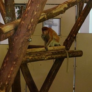 New proboscis monkey
