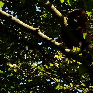 Red ruffed lemur in trees