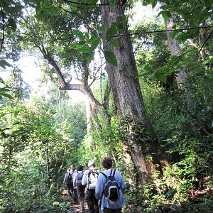 The forest at the bottom of the gorge
