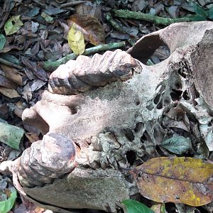 Elephant skull