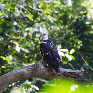 African Fish Eagle, immature