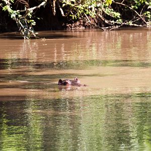 Hippo in Kyambura River