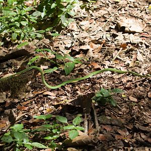 Emerald Snake