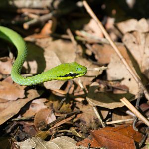 Emerald Snake