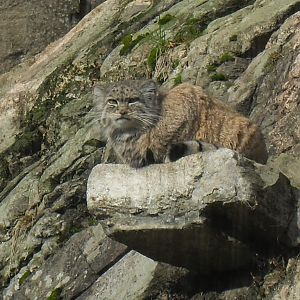 Pallas cat