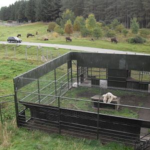 Polar bear holding area  with European bison in the background.