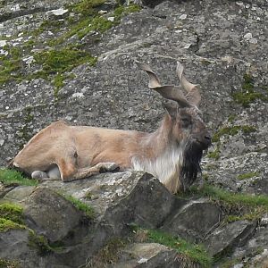 Turkmenian markhor