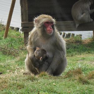 Japanese macaque mother & baby