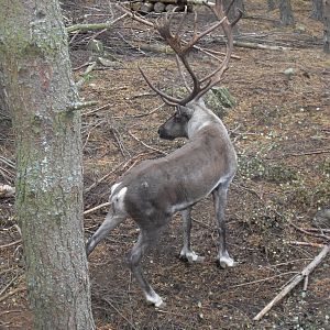 European forest reinderr
