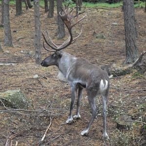 European forest reindeer