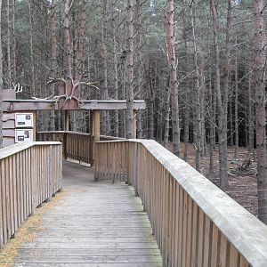 Looking back at the European forest reindeer enclosure.