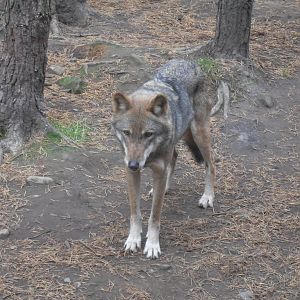 European wolf