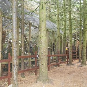 Scottish wildcat cages