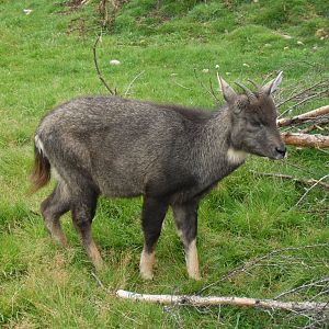 Chinese grey goral