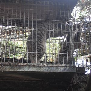 Scottish wildcat kittens