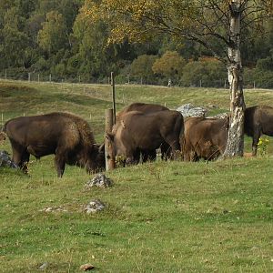 European bison