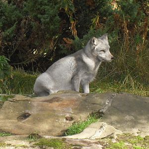 Arctic fox