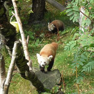 Red panda mother & cub