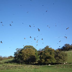 Red Kites Gigrin farm