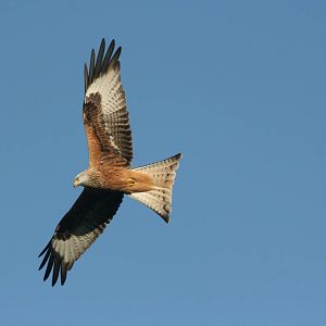 Red Kites Gigrin farm