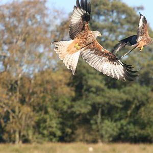 Red Kites Gigrin farm
