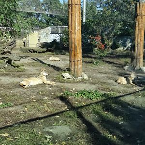 Paddock of Canis lupus