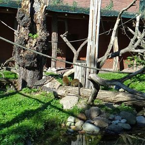 Paddock of Hapalemur alaotrensis