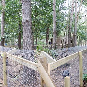 Raccoon dog enclosure