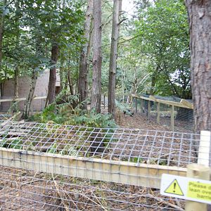 Raccoon dog enclosure