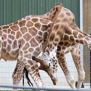 Giraffes Palle and Jambo sparring