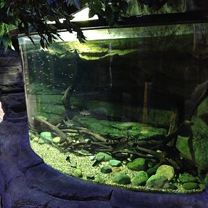 Asian Freshwater Tank at Blue Planet Aquarium - 05/10/2013