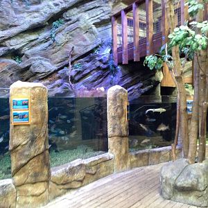 Northern Freshwater Tank at Blue Planet Aquarium - 05/10/2013