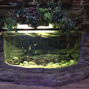 Asian Freshwater Tank at Blue Planet Aquarium - 05/10/2013