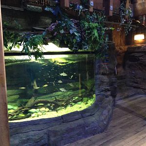 Asian Freshwater Tank at Blue Planet Aquarium - 05/10/2013