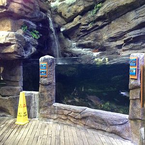 Northern Freshwater Tank at Blue Planet Aquarium - 05/10/2013