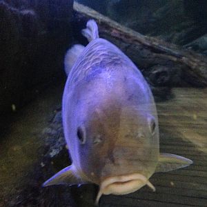 Common Carp at Blue Planet Aquarium - 05/10/2013