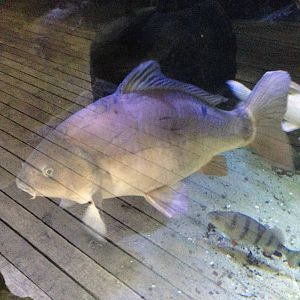 Common Carp at Blue Planet Aquarium - 05/10/2013