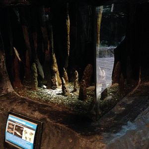 Omani Blind Cave Fish Exhibit at Blue Planet Aquarium - 05/10/2013