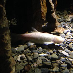 Omani Blind Cave Fish at Blue Planet Aquarium - 05/10/2013