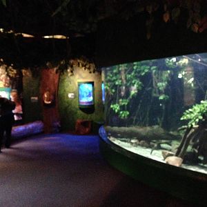 General View of Tropical Rivers at Blue Planet Aquarium - 05/10/2013