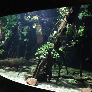 Flooded Forest Exhibit at Blue Planet Aquarium - 05/10/2013
