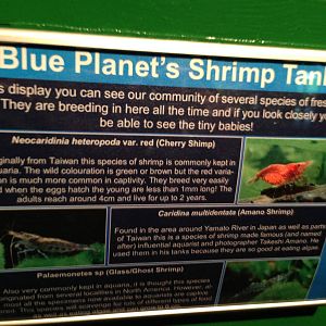 Shrimp Tank Signage at Blue Planet Aquarium - 05/10/2013