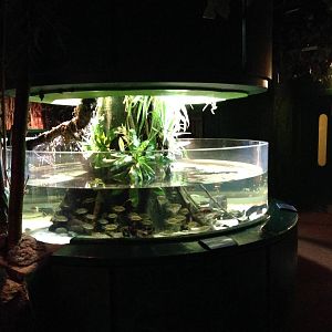 Freshwater Tank at Blue Planet Aquarium - 05/10/2013