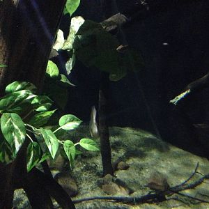 Flooded Forest at Blue Planet Aquarium - 05/10/2013