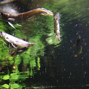 Young Arowana at Blue Planet Aquarium - 05/10/2013
